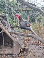 Ronquire kalkoen Haan, Dieren en Toebehoren, Pluimvee