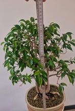 𝗣𝗿𝗮𝗰𝗵𝘁𝗶𝗴𝗲 𝗙𝗶𝗰𝘂𝘀 Benjamina Bonsai, koopje!, Enlèvement ou Envoi, En pot, Arbre à bulbes, Moins de 100 cm