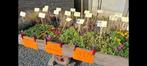 Assortiment siergrassen en vaste planten, Tuin en Terras, Planten | Tuinplanten, Ophalen, Siergrassen