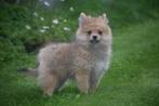 Dwergkees pups ,pomeriaan,keeshond ,spitz pup, Dieren en Toebehoren, Honden | Poolhonden, Keeshonden en Oertypen, België, Keeshond