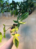 Philodendron Florida Beauty, Huis en Inrichting, Kamerplanten, Ophalen of Verzenden