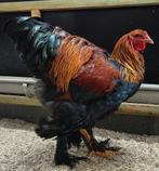 Brahma haan of koppel meerzomig patrijs, Dieren en Toebehoren