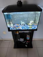 Aquarium 70 liter met vissen, Enlèvement, Utilisé, Aquarium d'eau douce rempli