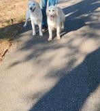 Sisu en raya, Dieren en Toebehoren, Honden | Retrievers, Spaniëls en Waterhonden, Golden retriever, België, 8 tot 15 weken, Teef