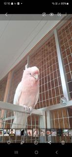 Cacatoes inka, Animaux & Accessoires, Oiseaux | Perruches & Perroquets, Mâle, Perroquet, Bagué
