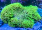 Grote steen met sterpoliep, Dieren en Toebehoren, Vissen | Aquariumvissen, Overige typen