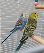 Parkietenpaar met kooi en accessoires, Dieren en Toebehoren, Meerdere dieren, Parkiet
