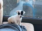 Jack russell pups, België, Particulier, Jack Russell Terriër, 8 tot 15 weken