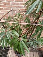 Begonia luxirians, Tuin en Terras, Planten | Tuinplanten, Ophalen