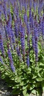 Salvia nemorosa Ostfriesland, Tuin en Terras, Vaste plant, Ophalen, Volle zon