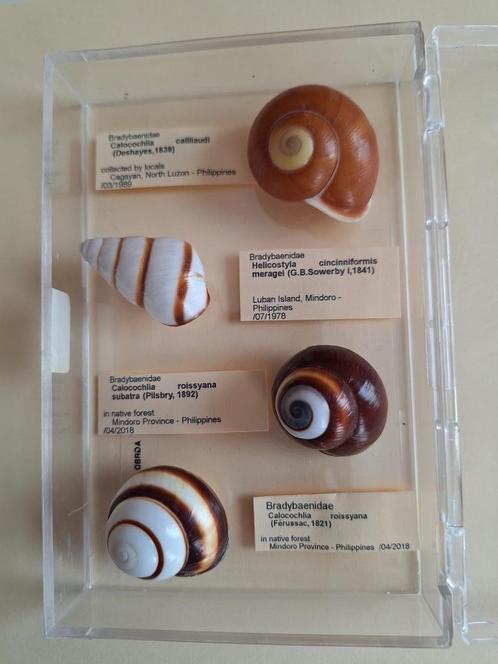 Tropische Landslakken - Bradybaenidae, Verzamelen, Mineralen en Fossielen, Schelp(en), Ophalen of Verzenden