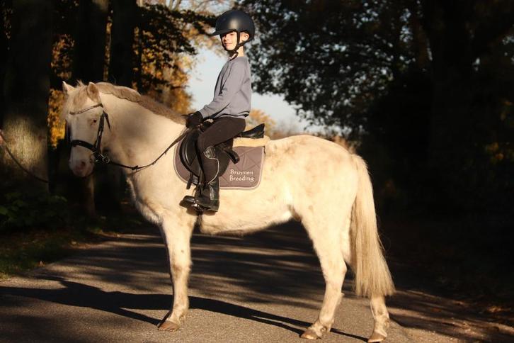 5 jarige B pony, Dieren en Toebehoren, Pony's, Ruin, Zadelmak, B pony (1.17m tot 1.27m), Springpony, 3 tot 6 jaar, Met stamboom