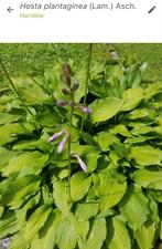 Volwassen hosta plantaginea, Ophalen