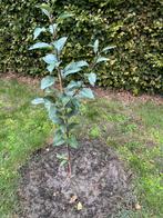 Appelbomen te koop, Tuin en Terras, Minder dan 100 cm, Verzenden, Volle zon, Appelboom
