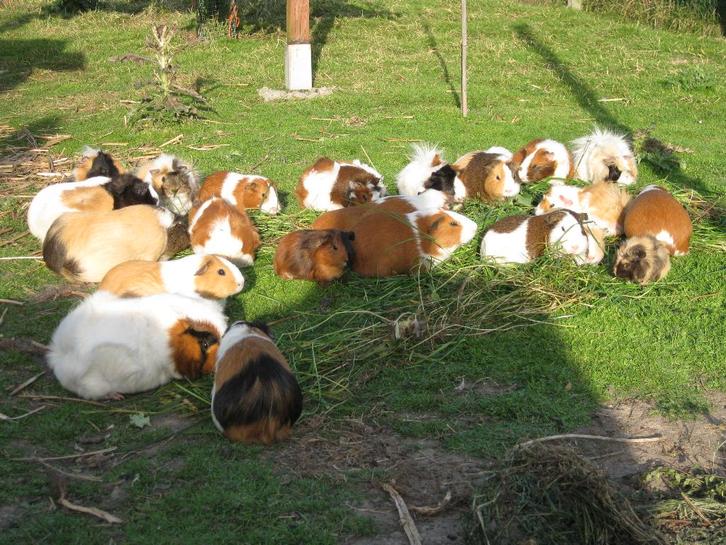 cavia jonge, Animaux & Accessoires, Rongeurs, Plusieurs animaux, Cobaye, Janvier, Domestique