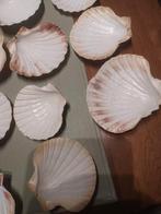 Grote schelpen voor visschelp ofcoquilles saint Jacques aken, Ophalen, Schelp(en)
