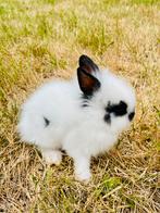 4 magnifiques lapins, Dieren en Toebehoren, Knaagdieren en Konijnen | Toebehoren, Ophalen of Verzenden