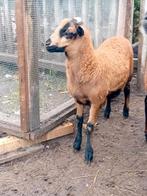 Mooi kameroen ooilam, Dieren en Toebehoren, Schapen, Geiten en Varkens