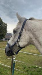 Brave ruin, leermeester, Dieren en Toebehoren, Paarden, Springpaard, Ruin, L, 11 jaar of ouder