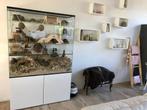 Chinchilla terrarium of grote degoe kooien kopen, Animaux & Accessoires, Rongeurs & Lapins | Cages & Clapiers, 90 cm ou plus, 110 cm ou plus