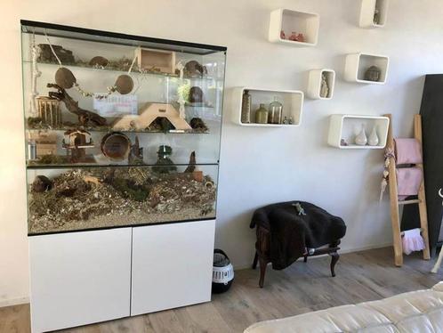 Chinchilla terrarium of grote degoe kooien kopen, Dieren en Toebehoren, Knaagdieren en Konijnen | Hokken en Kooien, Nieuw, Hok