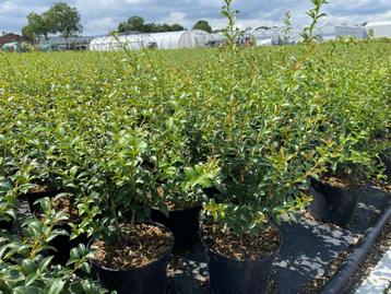 Osmanthus Burkwoodii beschikbaar voor biedingen
