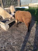 Schapen, Dieren en Toebehoren