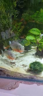 5 piranhas à ventre rouge taille 10cm, Animaux & Accessoires