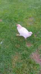 Amberlinks Haan, Dieren en Toebehoren, Pluimvee