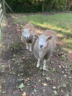 Schapen, 2 jonge ooien en 1 oude ooi, Dieren en Toebehoren