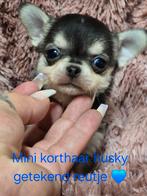 Prachtige langharige en kortharige pups stamboom afkomstig, Dieren en Toebehoren, Honden | Chihuahua's en Gezelschapshonden, België