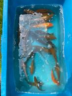 Kois, Karper of Koi
