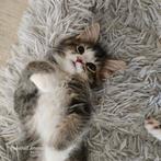 Maine Coon Kittens aangeboden, Chatte ou Chat, Avec pedigree, 0 à 2 ans