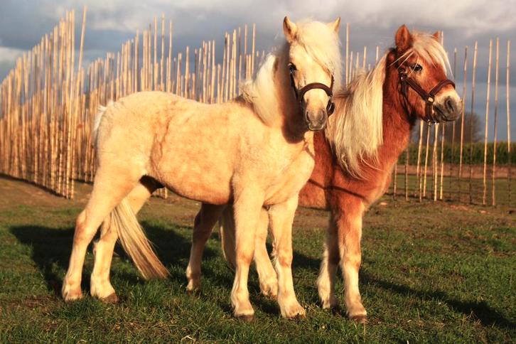 2 grote maat Shetlanders, Dieren en Toebehoren, Paarden, Ruin, Onbeleerd, Minder dan 160 cm, 3 tot 6 jaar, Recreatiepaard, Gechipt