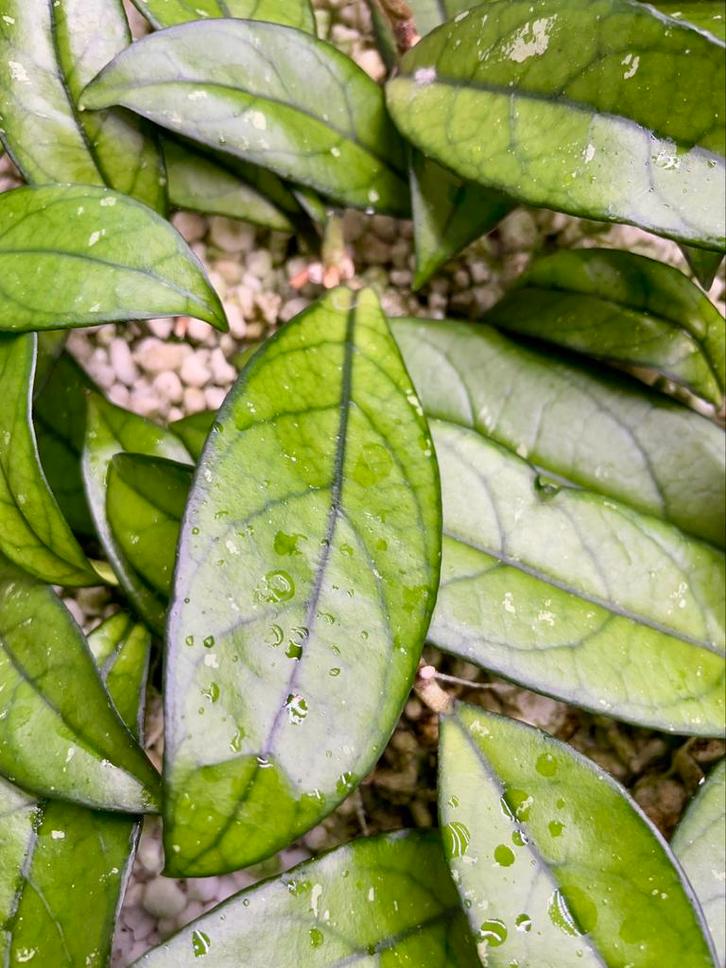 Hoya crassipetiolata stekjes, Huis en Inrichting, Kamerplanten, Ophalen of Verzenden