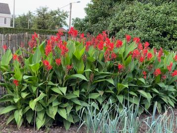 Canna planten met groen blad en rode bloem beschikbaar voor biedingen