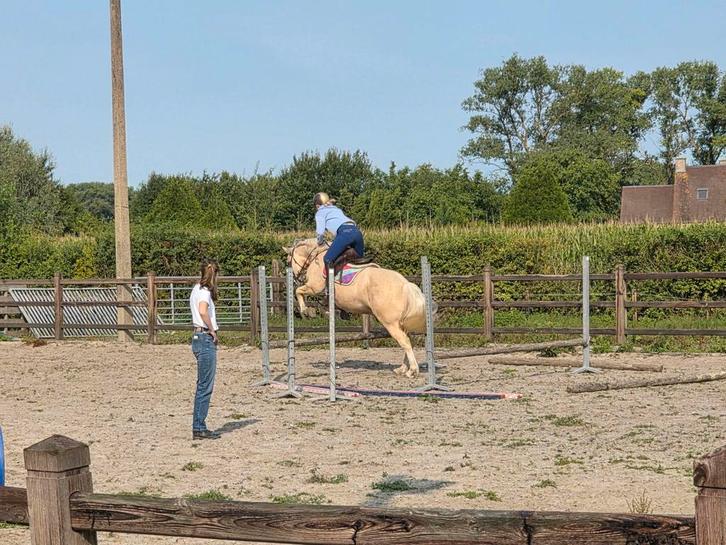 Palomino ruin 7 jaar., Dieren en Toebehoren, Pony's, Ruin