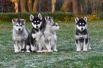 Alaskan Malamute pups te koop, Dieren en Toebehoren, Honden | Poolhonden, Keeshonden en Oertypen, CDV (hondenziekte), Meerdere