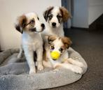 Prachtige border collie x Sint Bernard pupd, Dieren en Toebehoren, België, CDV (hondenziekte), 8 tot 15 weken, Collie
