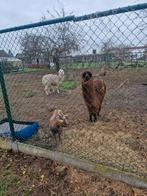 2 alpacas voor 500 euro wandeltam, Dieren en Toebehoren, Overige Dieren, Juli, Mannelijk