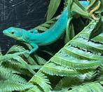 Gastropholis prasina kweekman, Animaux & Accessoires, Reptiles & Amphibiens, Lézard, Domestique, 0 à 2 ans