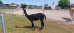 Alpaca merrie, Dieren en Toebehoren