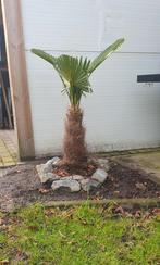 Palmboom, Tuin en Terras, Planten | Bomen, Ophalen, Palmboom
