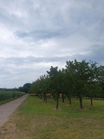 Bois de chauffage en cerisier