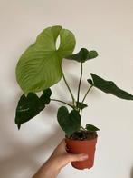 Anthurium Balaoanum, Ophalen