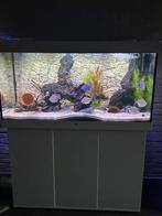 Juwel Aquarium Rio 350 met led en filter en vissen, Dieren en Toebehoren, Ophalen, Zo goed als nieuw