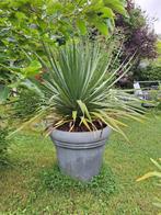 Dracaena Draco (drakenbloedboom), Ophalen, Overige soorten, In pot, 100 tot 150 cm