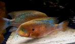 Chuco Godmani cichliden, Dieren en Toebehoren, Vis, Zoetwatervis
