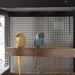 Halsbanden parkieten, Dieren en Toebehoren, Meerdere dieren, Parkiet, Geringd