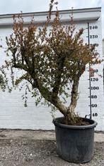 Granaatappelboom, En pot, Printemps, Autres espèces, 100 à 250 cm